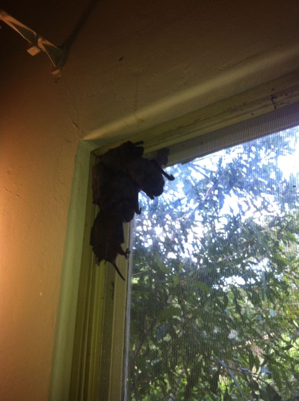 bats in the window after the ceiling came down