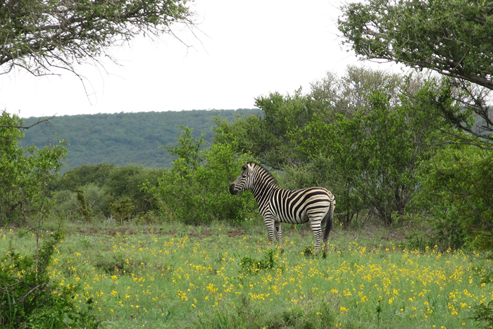 Zebra in summer, kruger np