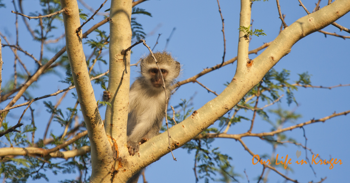 Vervet Monkey in our garden in Kruger National Park