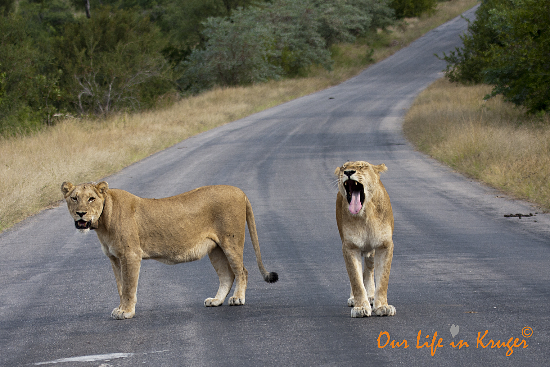 Lionesses on our Kruger Lock-Dowb road trip
